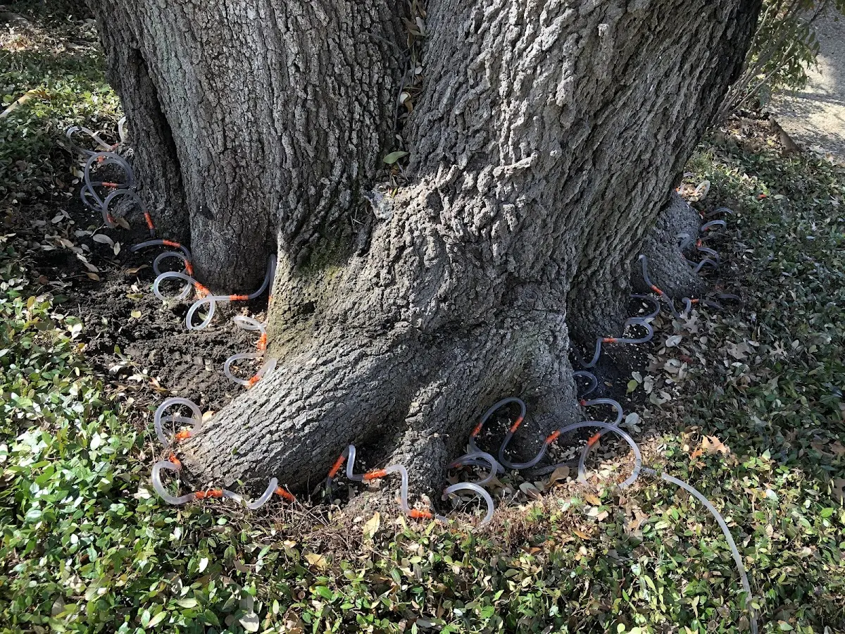 Detailed Tree Cabling and Bracing job site in Condon